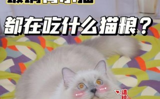 猫咪公寓2中猫咪恋爱生小猫的正确方法是什么？