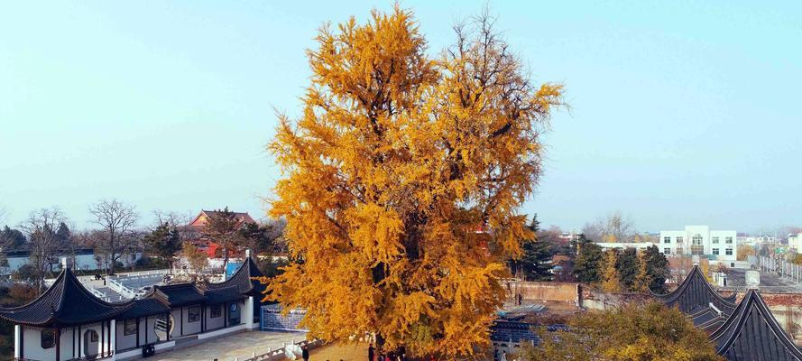 《我的世界手游》游戏神树建造文攻略（打造属于你的壮丽世界——神树建造详解）-第2张图片-百团游戏